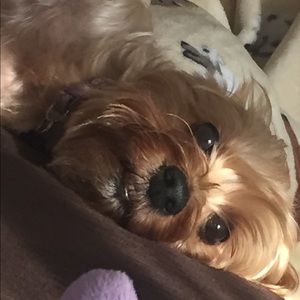 Meet your Posher, Suzanne